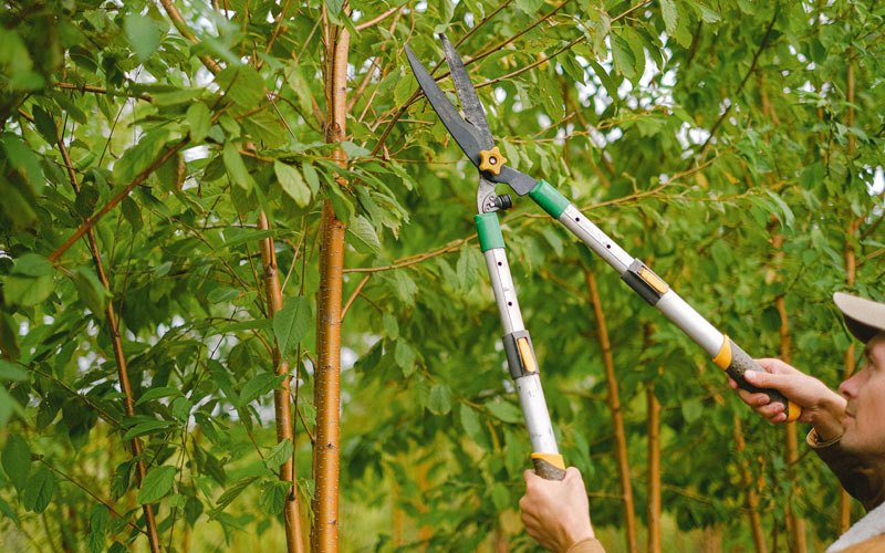 Tree trimming in Swayzee, IN